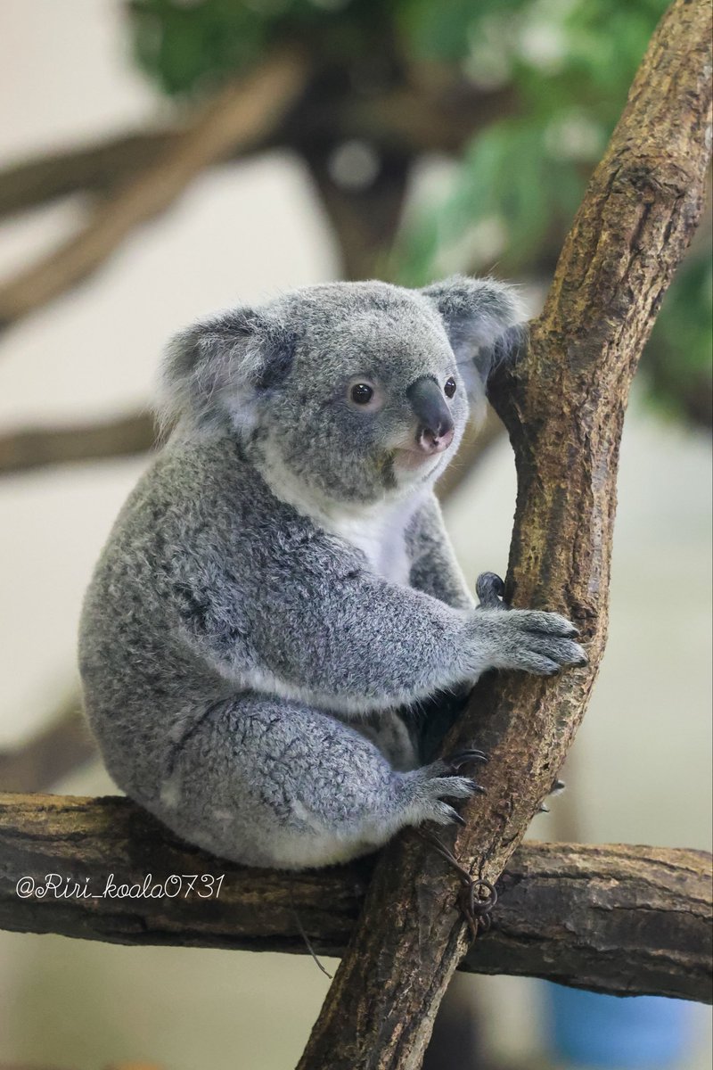 🎀 莉里 🐨 on X