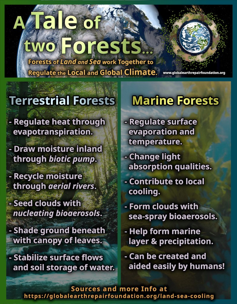 Forests and kelp don’t just store carbon — they cool the planet. Evapotranspiration, bioaerosols &amp; marine clouds all regulate Earth’s water and energy cycles. Read how restoring living systems restores the climate. globalearthrepairfoundation.org/land-sea-cooli…
#EarthRepair #Climate #Forests #Kelp