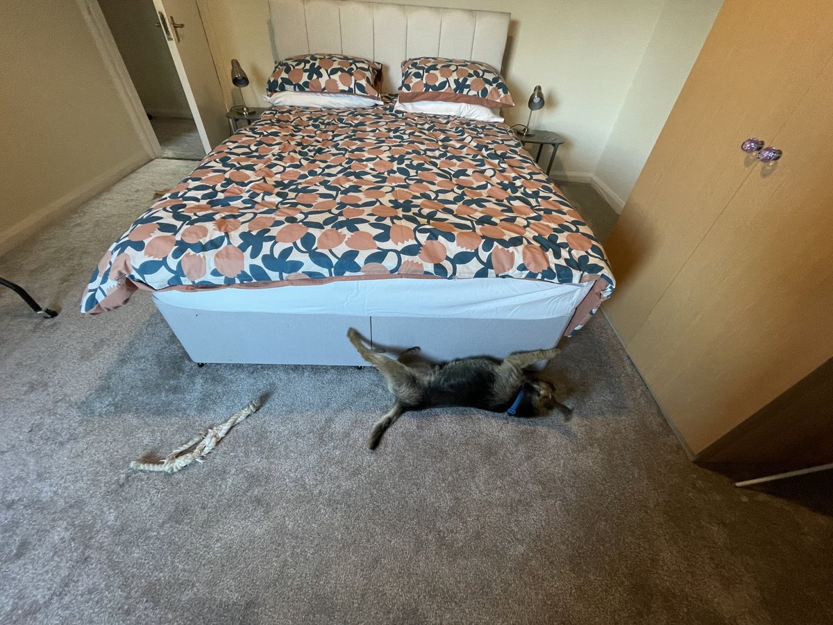 HomesChristineH's tweet image. Freshly made bed with Border Terrier #BTPosse #Benedict ⁦@revdlouisjj⁩