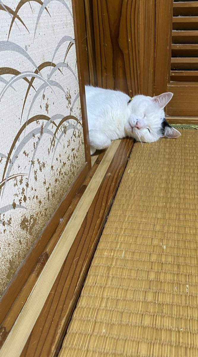 ぽむ (@pompompom7777) / Posts / X