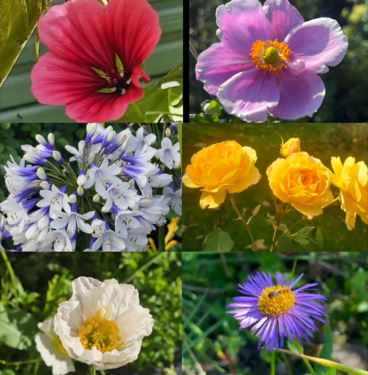 ~ Love is like a beautiful flower which I may not touch, but whose fragrance makes the garden a place of delight just the same. ♥️ 

Happy Weekend 😍😘

#SixOnSaturday
#FlowersOnX 
#FlowersOnSaturday
#FlowerPower 
#SaturdayVibes 
#saturdayfun 
#SaturdayMotivation 
#SaturdayMood