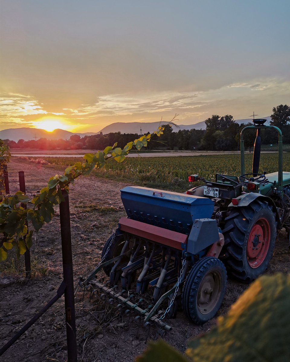 Bei diesem Anblick, macht das Arbeiten im Weinberg Freude