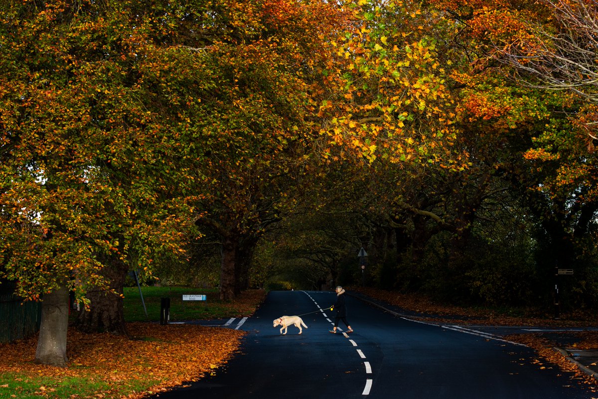 A dog walker amongst the autumn colours in Whatton-in-the-Vale, Nottinghamshire.

Neil Squires/Alamy Live News 

#autumn #StormHour
