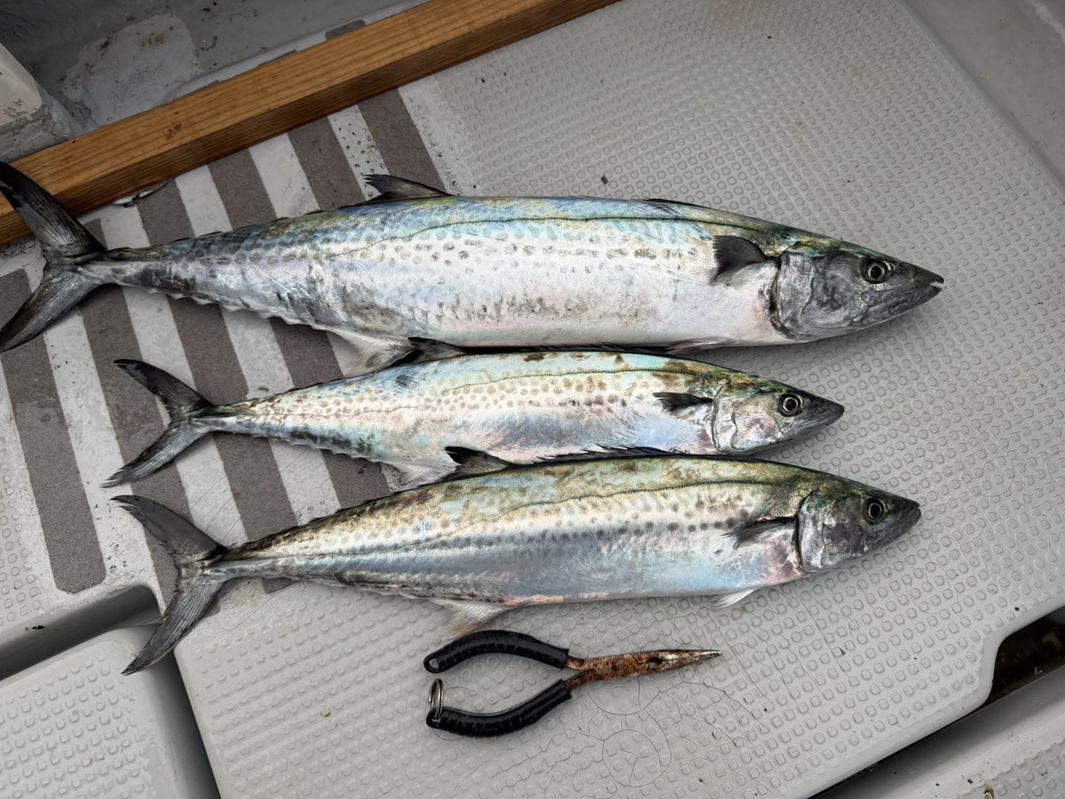 晩飯ゲット🐟
青物が美味しくなる時期ですね〜😋