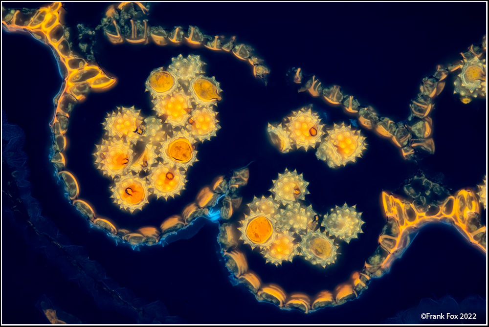Optolongfilter's tweet image. Image of "Bellis Perennis"!
Image Credit👨🔬: Frank Fox
Filter set🔍️: 365nm excitation , 415nm emission 
#Optolongfluorescencefilters
Microscope🔬: #Leica #microscope