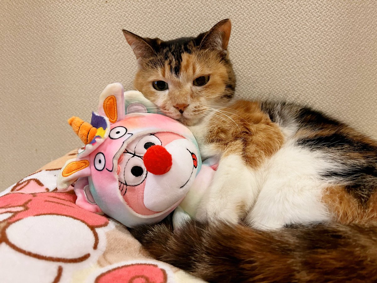 いやいや やらされてる感はなし🐱