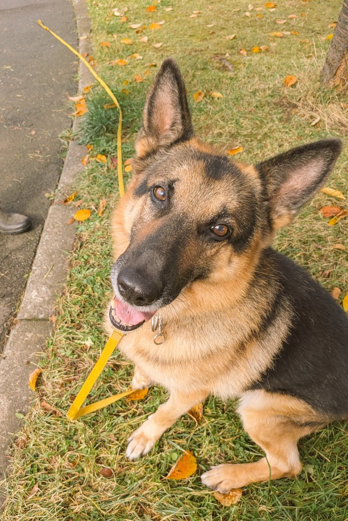 S68638311's tweet image. 捜索を手伝ってくれているシェパードの「ジャスパー君」メッチャお利口さんで人懐っこい！
毎日、本当にありがとう…
#ミックス犬きなこ（長女）
#愛犬捜索中