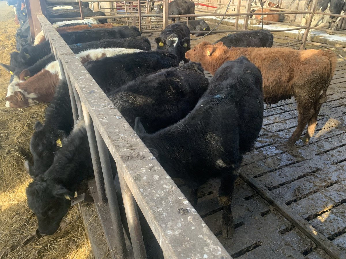 Have some good quality weanlings looking for a new home if anyone is interested. Bulls and heifers