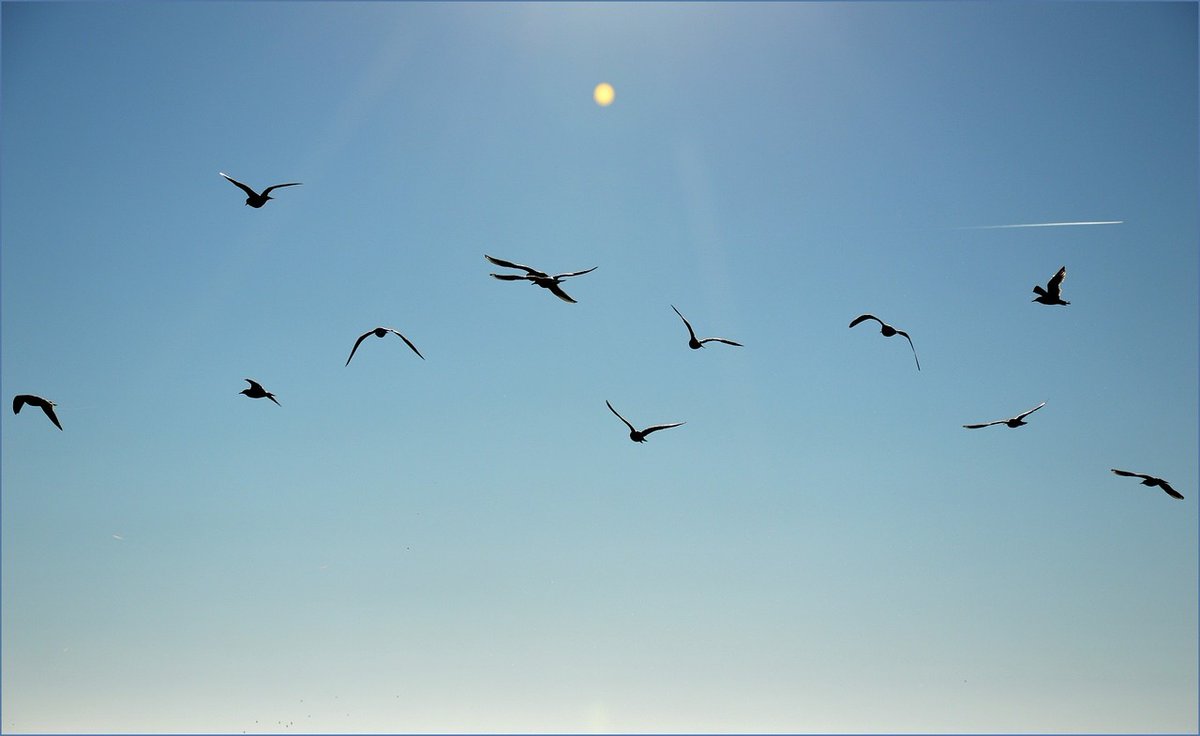 "kuşlar ahi, gün yüğrüktür, vakt erişir
haylice sonbahar olur
gizli abdal diliyledir sevda
sevda, yok hükmündedir..."