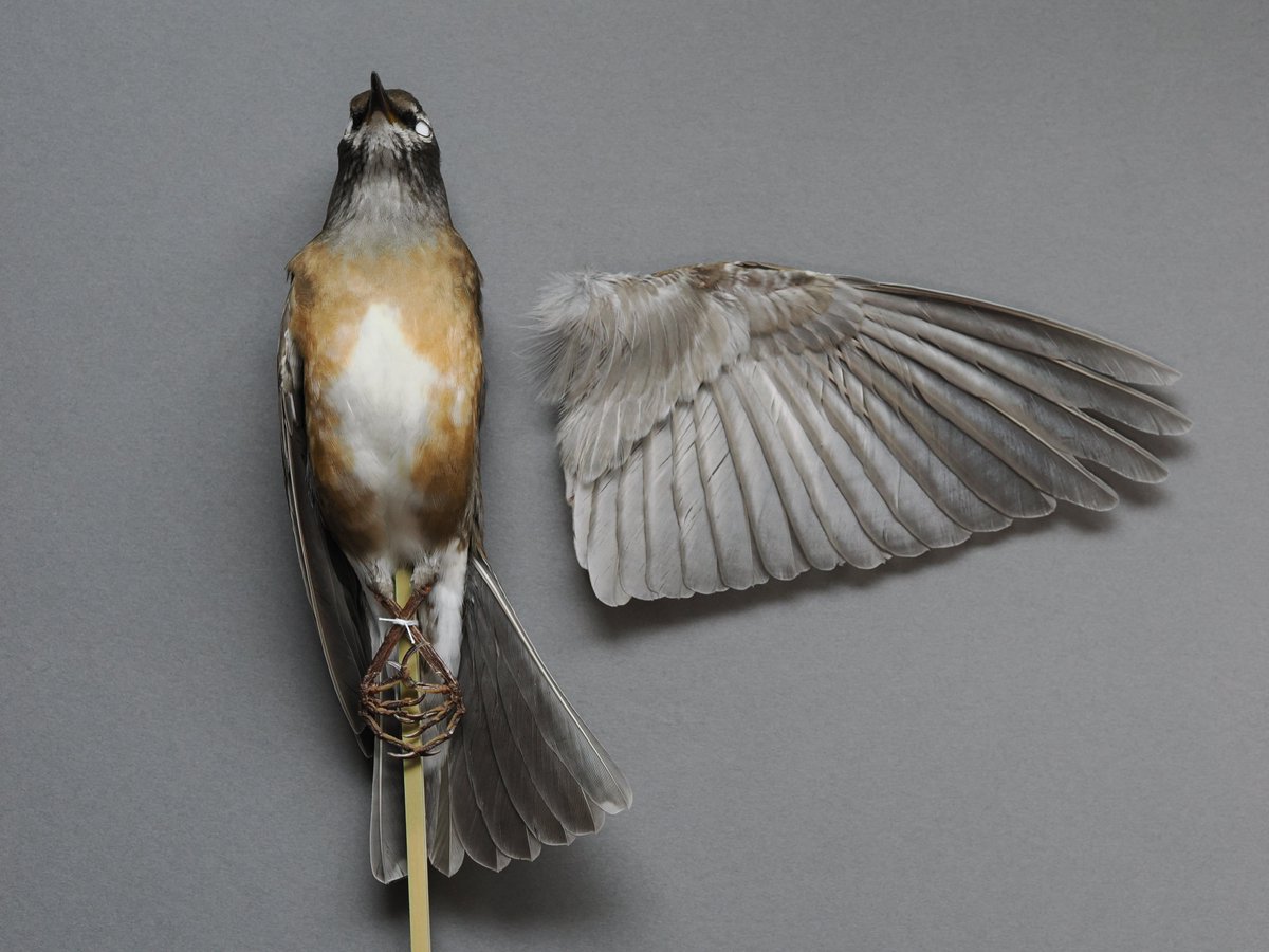 （風鳥）　（極楽鳥）　剥製　置物 風鳥） （極楽鳥） 剥製 置物