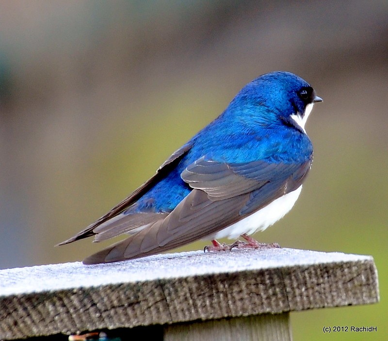 rachidH's tweet image. #TreeSwallow #Swallow #Tachycineta #Tbicolor #Hirondelle #HirondelleBicolore #WallkillRiver #NationalWildlifeRefuge #Refuge #Sussex #NewJersey #NJ #AppalachianTrail #Ornithology

Rachid H shared a photo with you from the Flickr app! Check it out:
flic.kr/p/cB4ENo