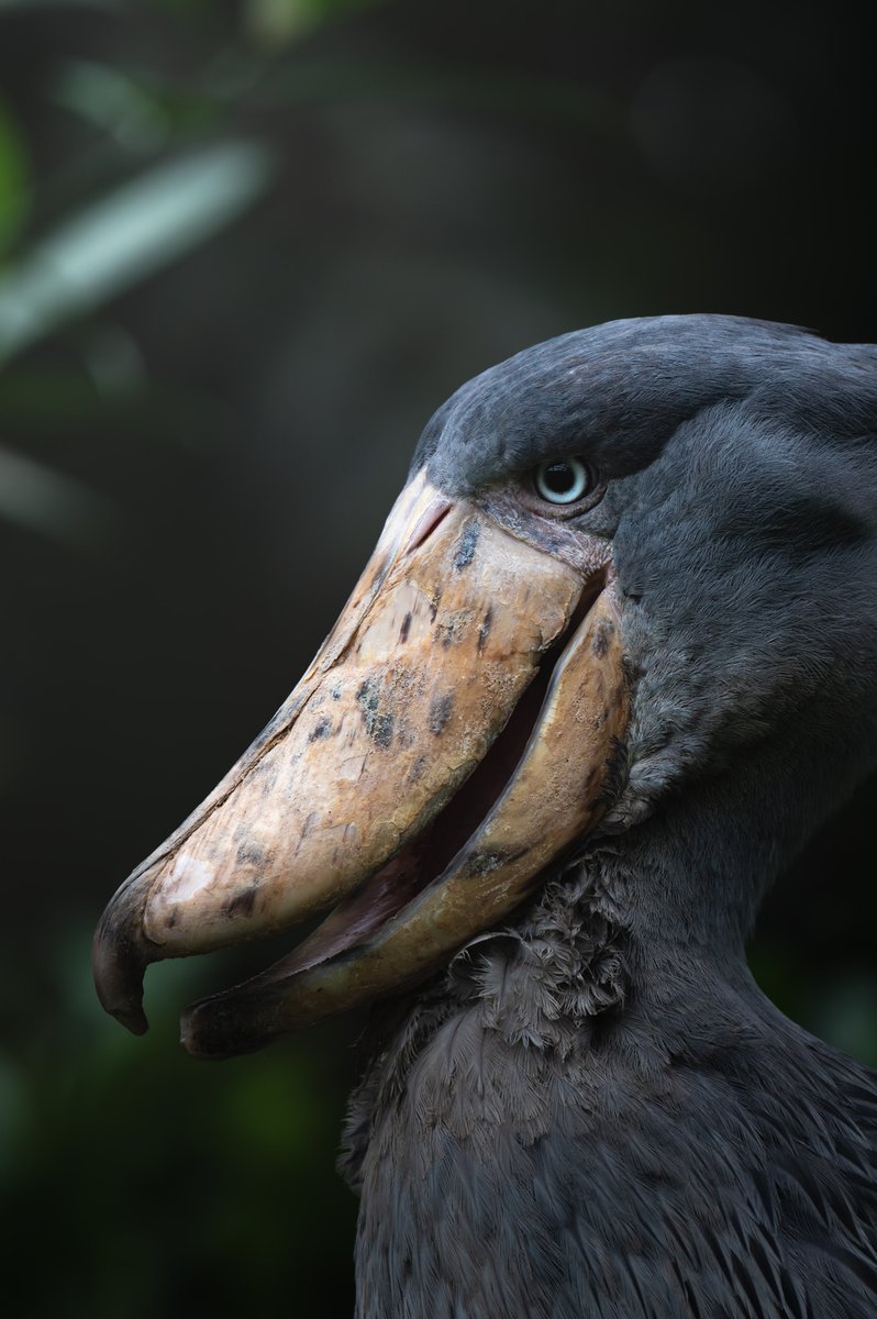 鳥（リアル） Amazon.co.jp: 人工鳥 飾り物 リアル 小鳥模型 鳥モデル 置物