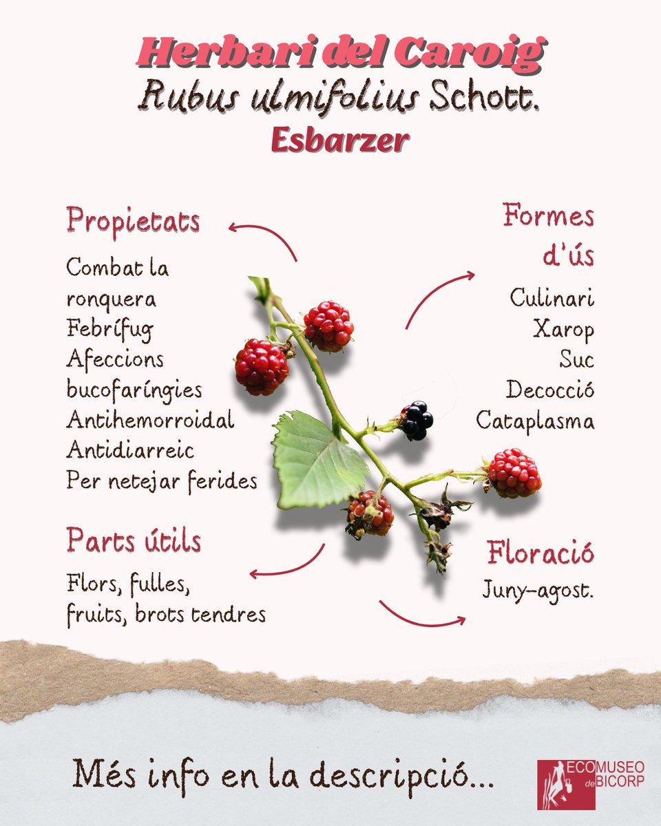 Es pot fer en confit o en xarop per endolcir. Les fulles picades serveixen per a cobrir i netejar ferides. L’aigua que s’obté de bullir fulles i brots s’ha emprat per a fer gargares i com a infusió per tractar diferents afeccions de la boca, la faringe i l’intestí.