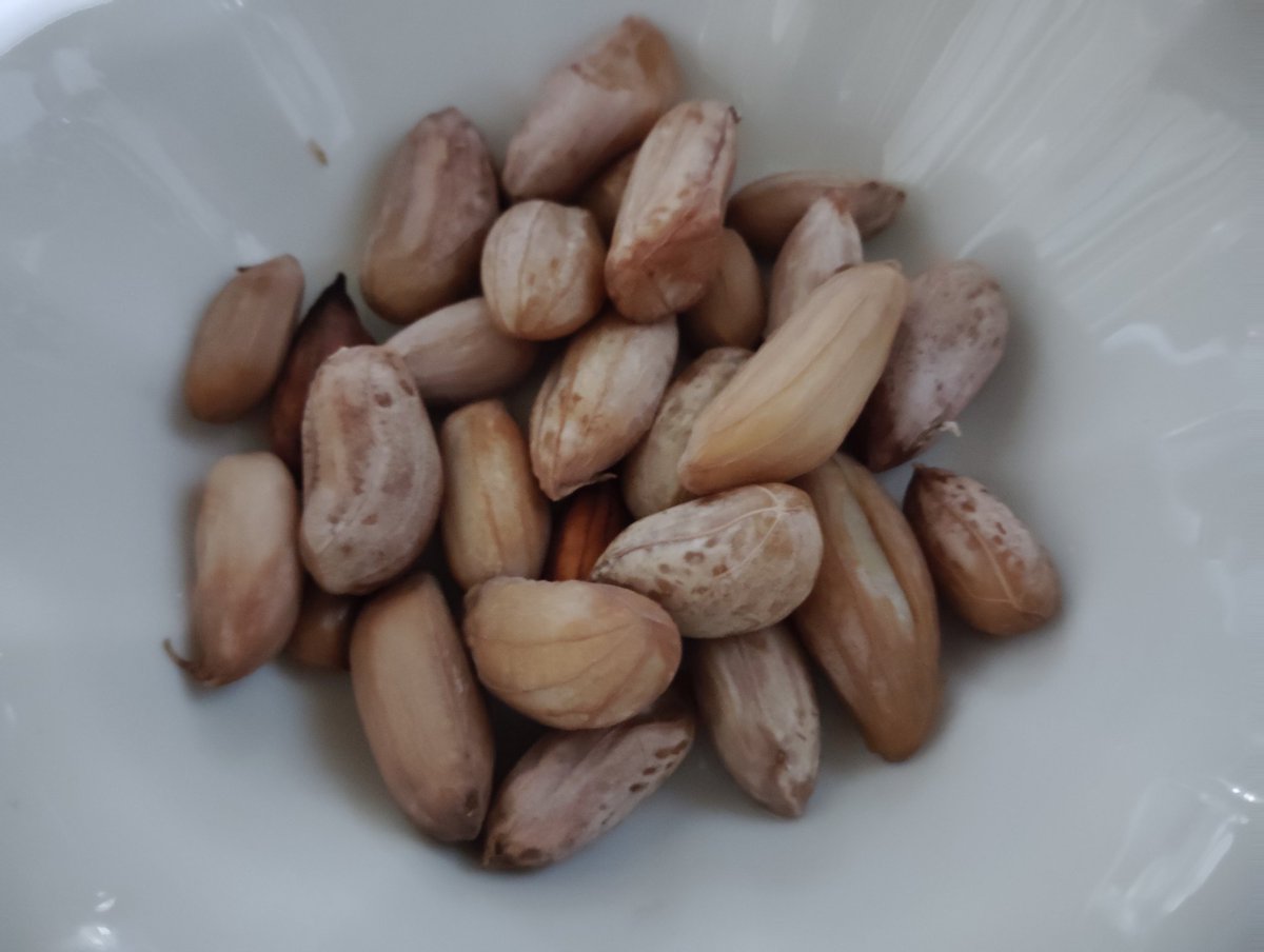 生の落花生頂いたので、茹で落花生にしてしまいました。