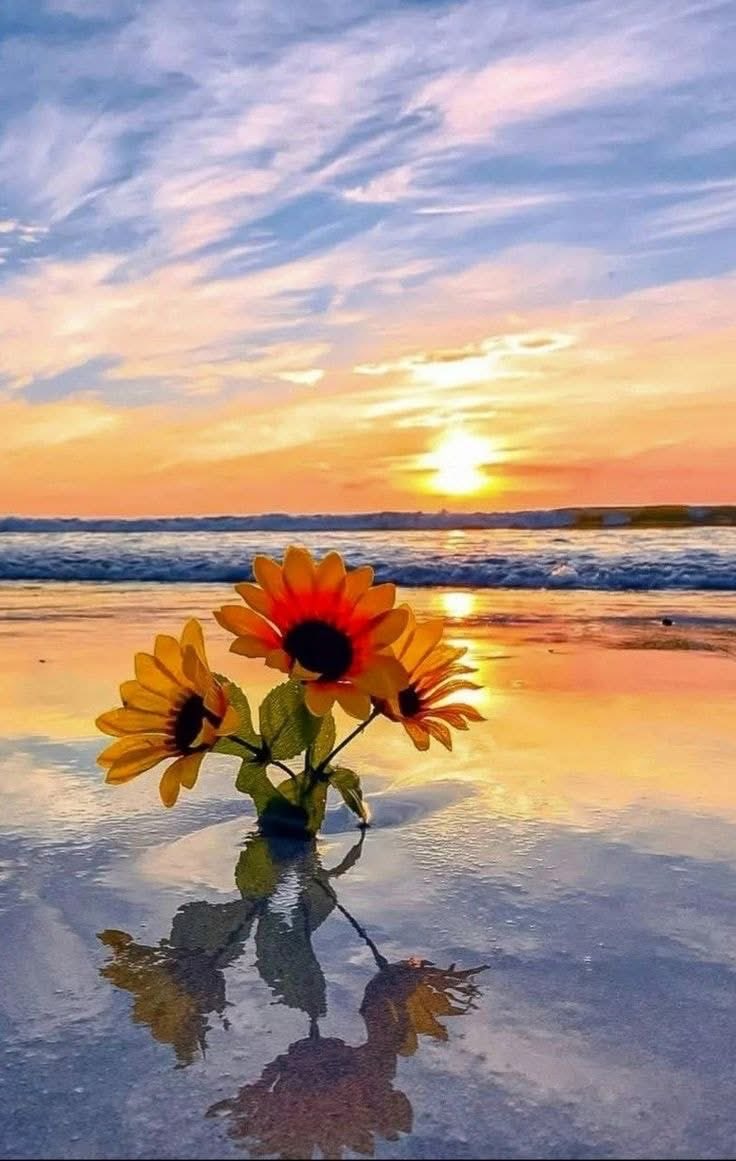 sunflowerchives's tweet photo. Sunflower &amp; sunset✨ https://t.co/FrLOlJFEQG