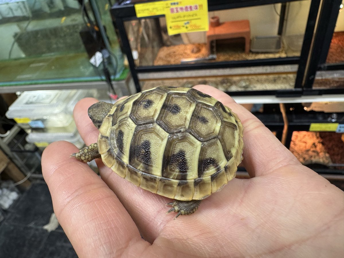 爬虫類倶楽部 大宮店 on X