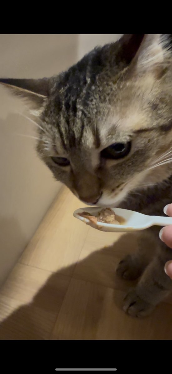 tmn_hado's tweet image. キャッツウェルケアあべの店に行ってきました!
子猫たちも大部屋フリーになって、どったんばったんしてました笑 みんの超絶可愛かったー♡
たまたま予約空いていたということで、ジュンとも少し触れ合わさせていただきました!想像以上におっきくてほんと可愛かった笑
#CWC
