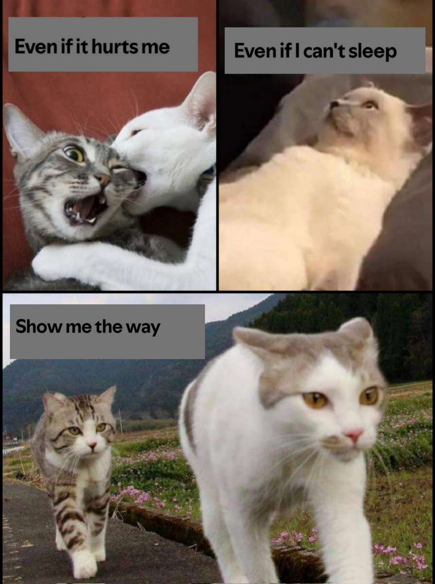 🐀 nat -v|v- tweet media