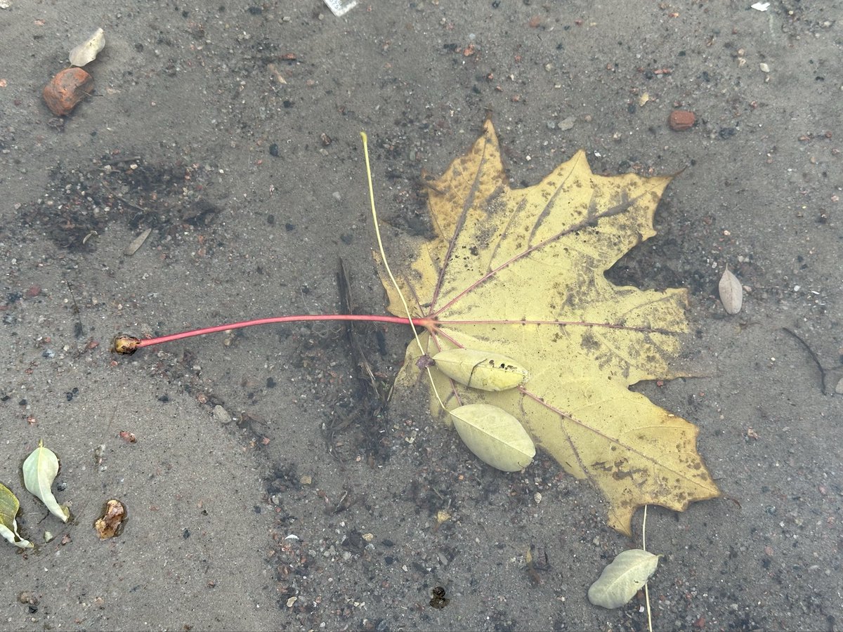 Психолог Стефаненко Максим (@psychologist_ua) on Twitter photo 