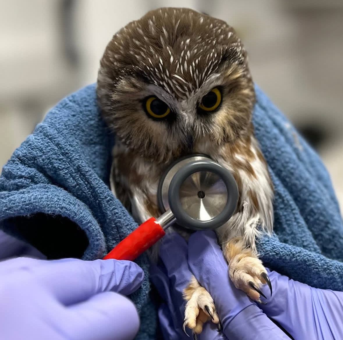 SavosAndSavos's tweet image. They measured my little heart with a stethoscope and it pumped nothing but joy and love