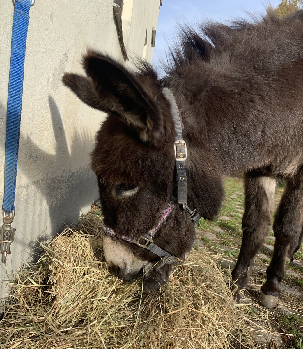 Esel stammen ursprünglich aus trockenen, kargen Steppen. Ihr Fell saugt sich bei Regen voll. 

Sie brauchen deshalb bei kalter, feuchter Witterung eine trockenen, windgeschützten Unterstand.