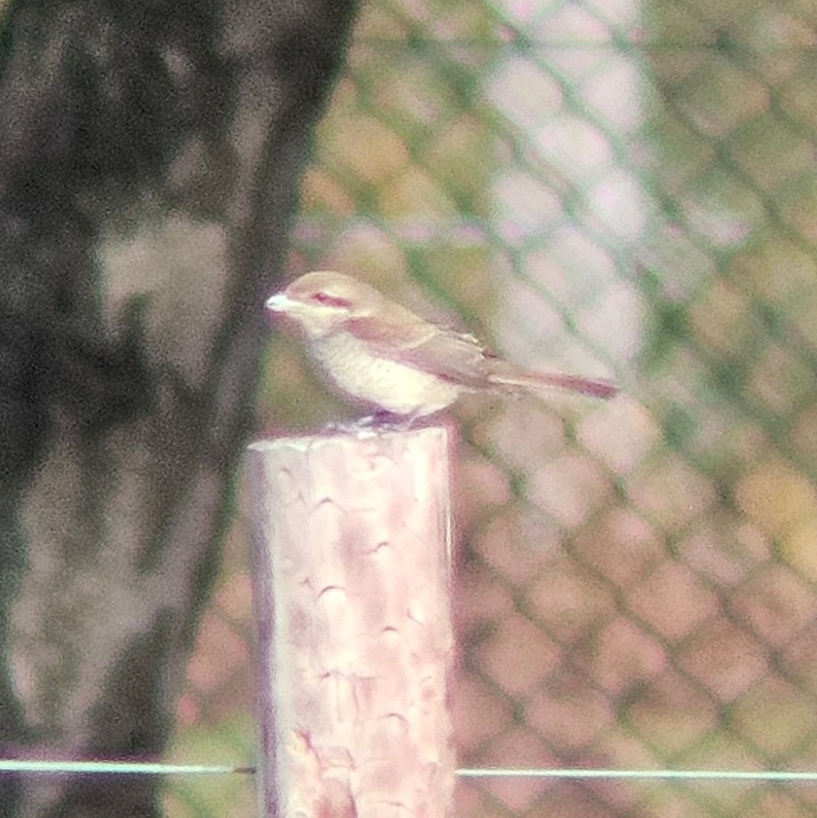 ED Birding tweet media