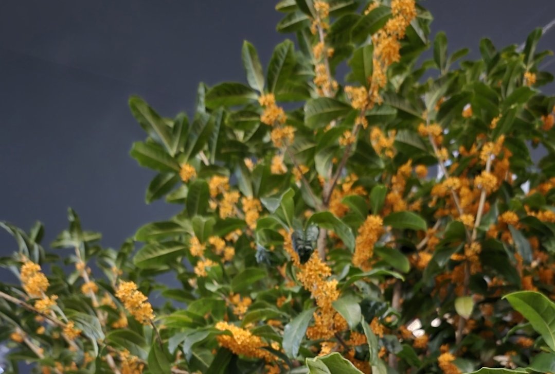 雨上がりの夜、ふわりと甘い香りに包まれて、笹井宏之の歌がじわり……
     ゆっくりと　私は道を　踏みはづす　金木犀の　かをりの中で　

目だけで微笑む人妻が見えてくる。そんなハナシが書きたくて
「軟骨」youtu.be/VkpY1qffMMY?si…