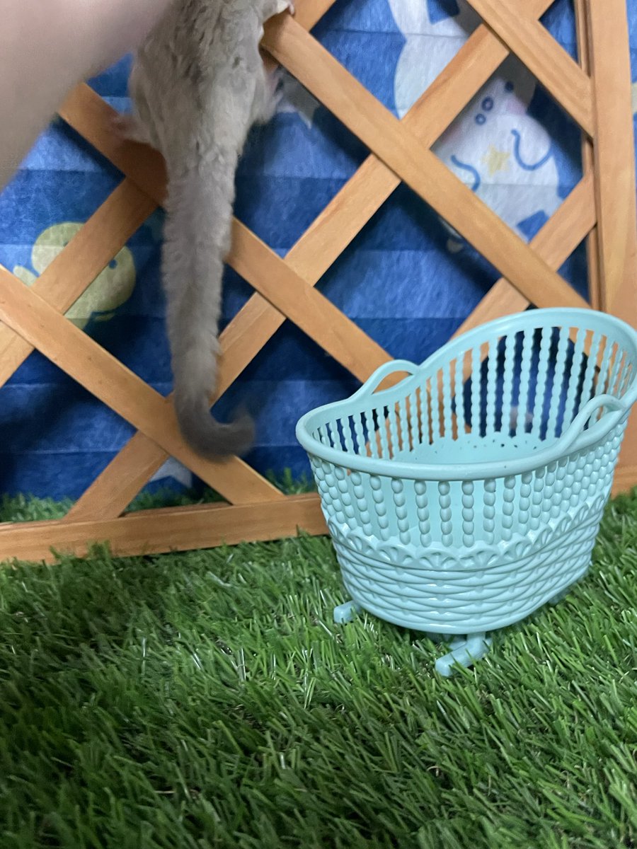 とも@𓄜と🦉。モモンガポーチ屋さん (@tomochi0510) / Posts / X