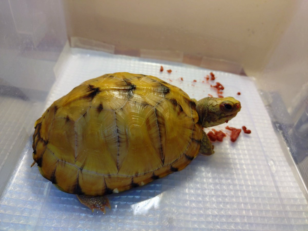 ユカタンハコガメ24CB🐢綺麗だけどまだまだ変化するので、この先の成長でどうなるかわからない😆