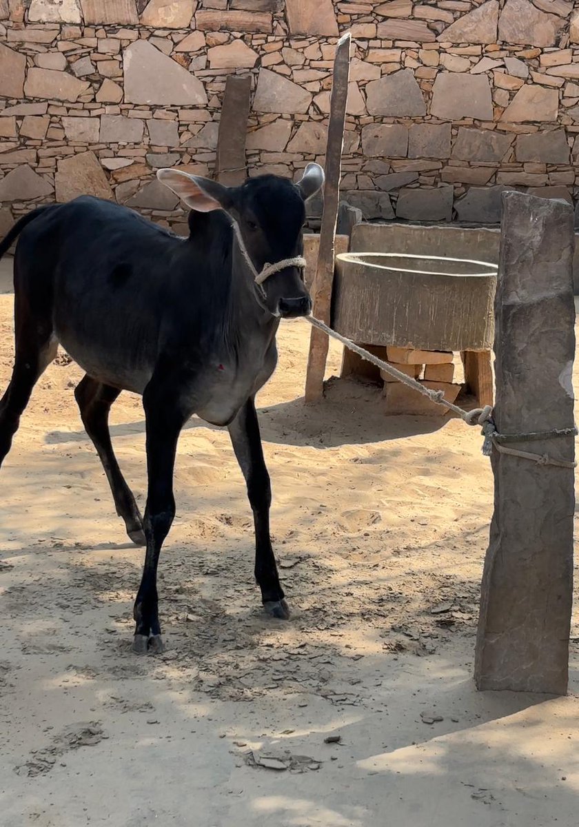 Madan Tholiya tweet media