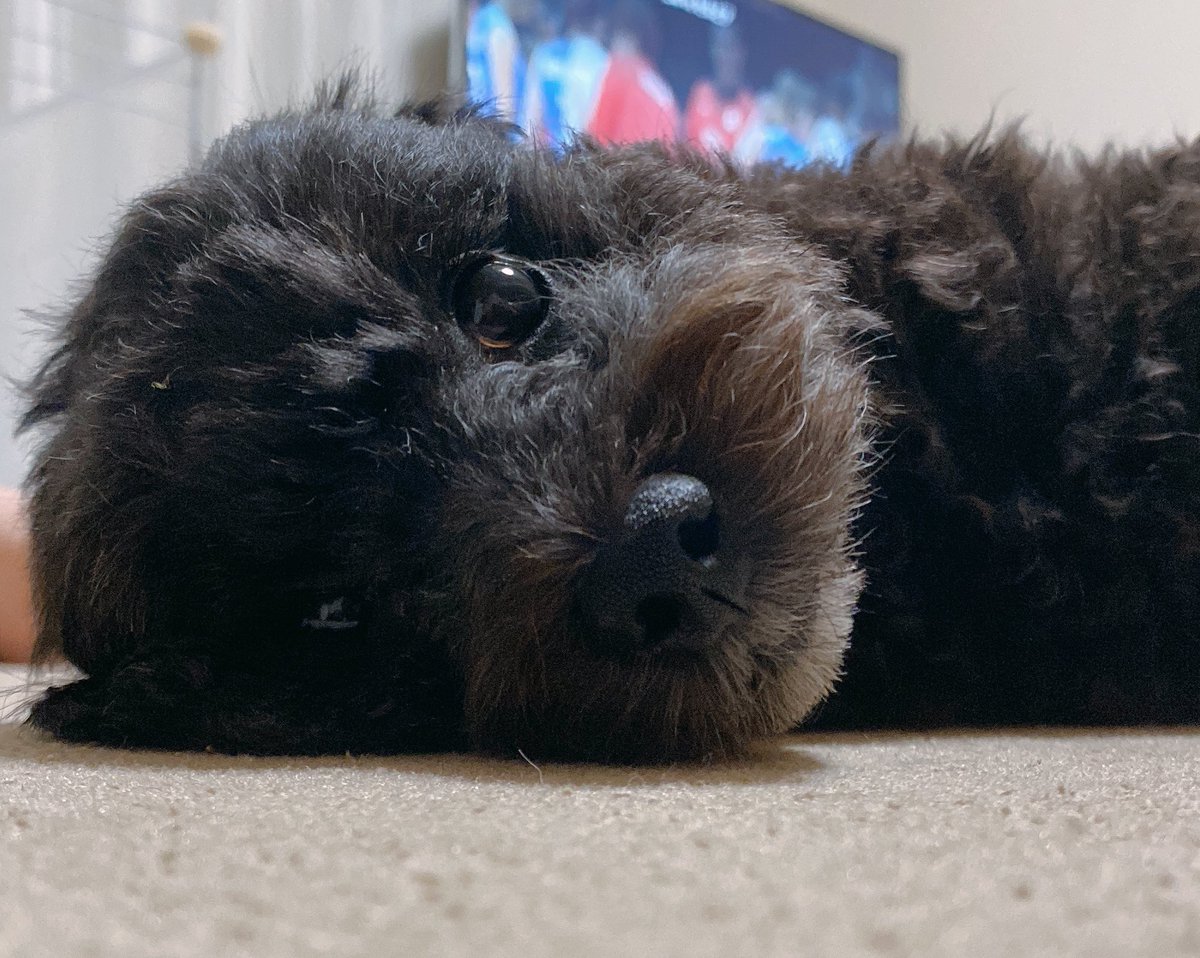 怪我をした訳でもないのに、昨晩から急に時たま後ろの左足をびっこ引きはじめた１号🐶
調べると神経系の病気やらが色々出てきて、心配で夜は1時ごとに起きて様子を確認して、今朝病院で診てもらったらなんと結果は肌荒れ😂
確かにちょっと赤くなって荒れてるなぁ薬塗ろうかなぁとは思ってたけども😂