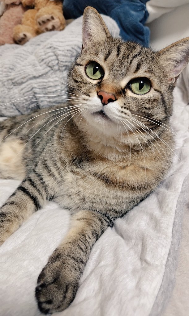 ごろ猫 シリーズ｜オリジナル｜DOSHISHAプライズ！