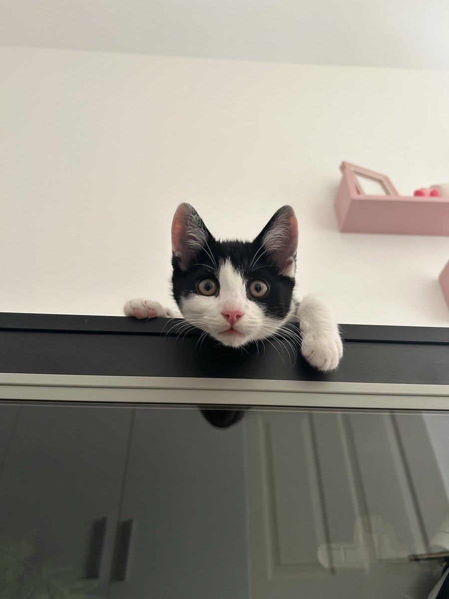 Mhunila_M's tweet image. Cisco está de olho nesse seu feed poluído 🫵🏻🫵🏻