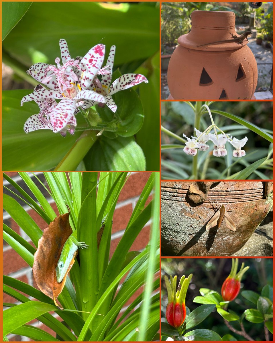 #SixOnSaturday toadlilly, lizard inspecting a pumpkin, butterfly milkweed, camouflaged moth, gardenia seedheads and a resourceful lizard using a leaf as a hammock 😂

#Flowers #Gardening #Plants #GulfOfMexico #FlowerReport #Autumn #October