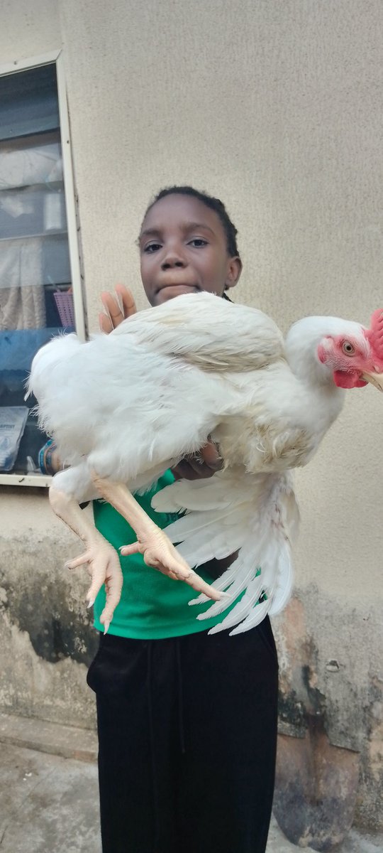 Ruqoyah_farms's tweet image. Dear X users , if Algorithm shows this on your timeline , it means it wants you to show me a little push and support with your repost and patronage . 
   I sell live chicken
20k
Moniya ibadan, Nig.
Pls repost 🙏🙏