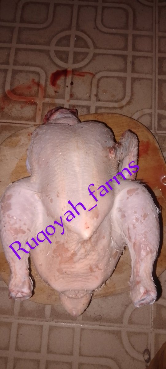 Ruqoyah_farms's tweet image. Dear X users , if Algorithm shows this on your timeline , it means it wants you to show me a little push and support with your repost and patronage . 
   I sell live chicken
20k
Moniya ibadan, Nig.
Pls repost 🙏🙏