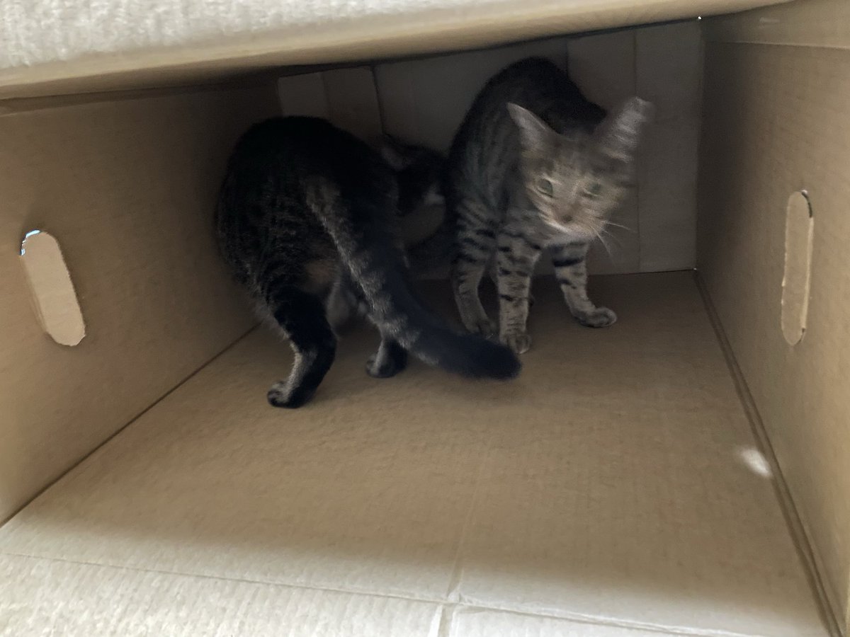 テックウインドさん<a href="/tekwind_/">テックウインド🖥️IT機器の調達＆組立</a> のキャンペーンで当選したPCケースが早くも届きました！
思ってたより大きいサイズ感と、何より高級感！
スイッチ類や内部の作りもとてもクオリティが高くてビックリ！
大事にします！
4枚目は梱包されてたダンボールで遊ぶ我が家の姉妹猫🐈‍⬛🐈
 #bequiet読書の秋