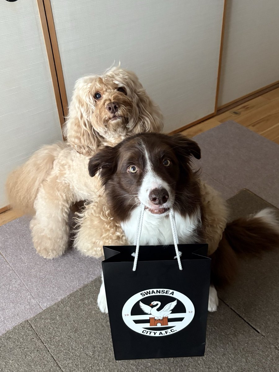 Ever the optimists, the Japan Jacks thinking that <a href="/SwansOfficial/">Swansea City AFC</a> have today’s game in the bag #Swans #yjb #scfc