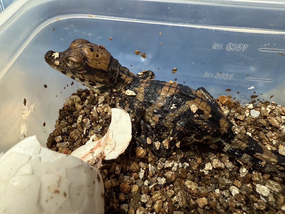 体感型動物園iZooでは2021年以来の繁殖となるニシアフリカコビトワニ