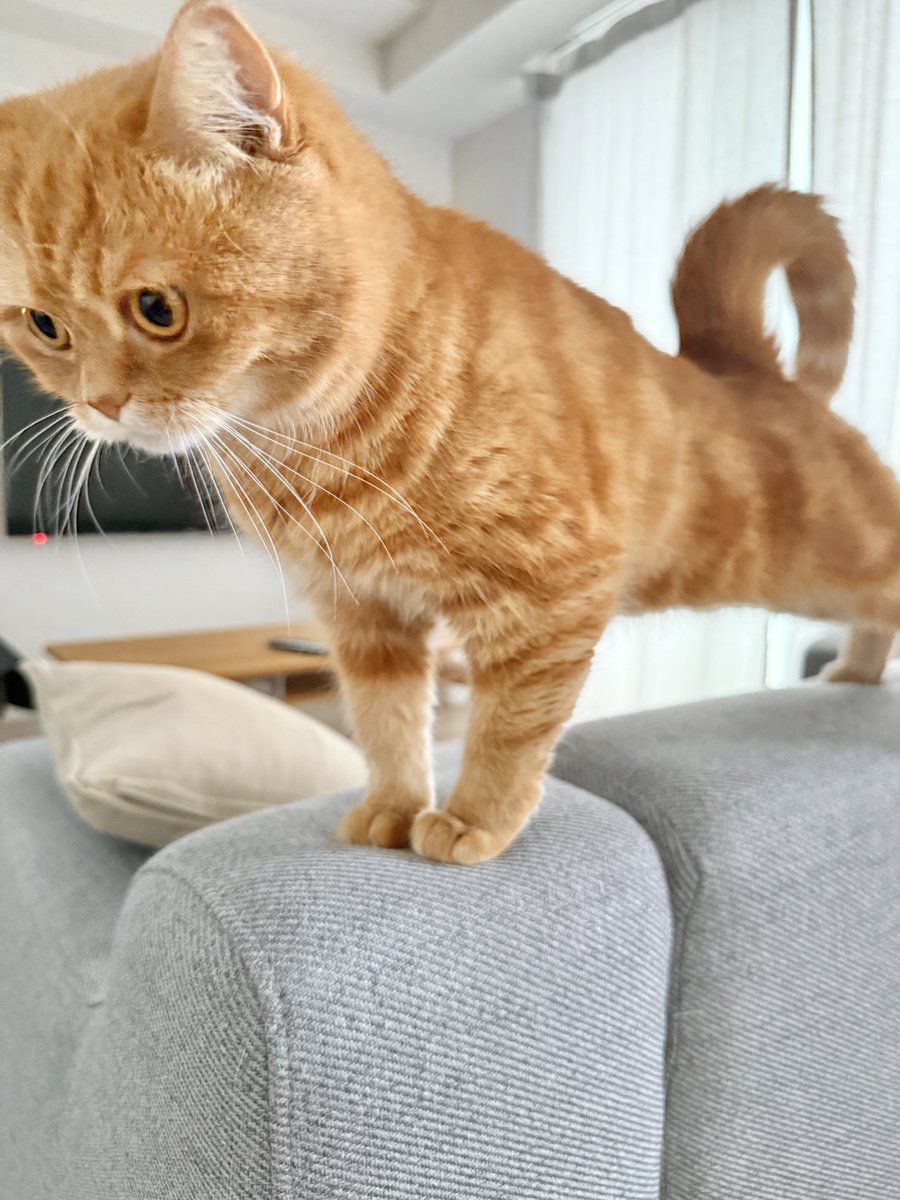 にゃむ (@nyamuchannel) / Posts / X