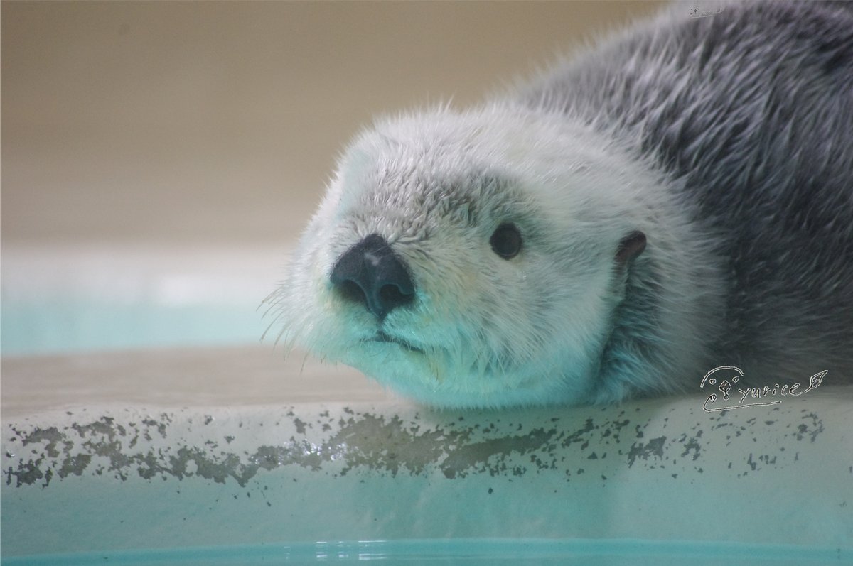 ❌水族館好き(❁ᴗ͈ˬᴗ͈)水族館の生き物 ❌水族館好き(❁ᴗ͈ˬᴗ͈)水族館の生き物 水族館の美しい生きもの