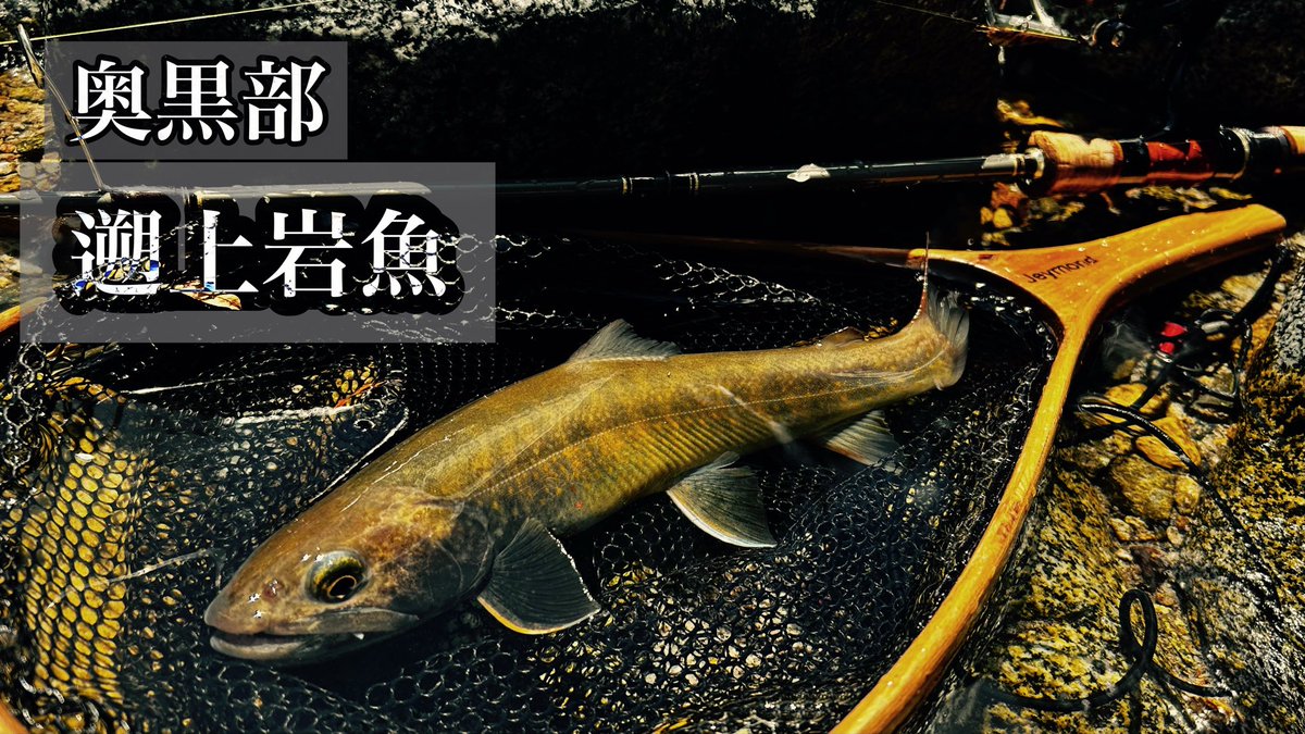 celsuper2's tweet image. 久々に動画更新しました
黒部ダム遡上尺岩魚＆ダム虹鱒

黒部に通い出してから3年目、簡単に行ける場所ではないが年に1回は絶対行きたい魅力があります！

youtube.com/channel/UC6EMf… @YouTube