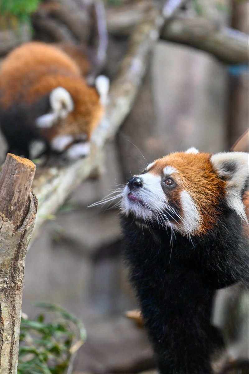 redpanda_p's tweet image. いつみても美人さん🥰

#那須どうぶつ王国
#nasuanimalkingdom 
#アジアの森
#レッサーパンダ
#redpanda
#グミ
2025.10