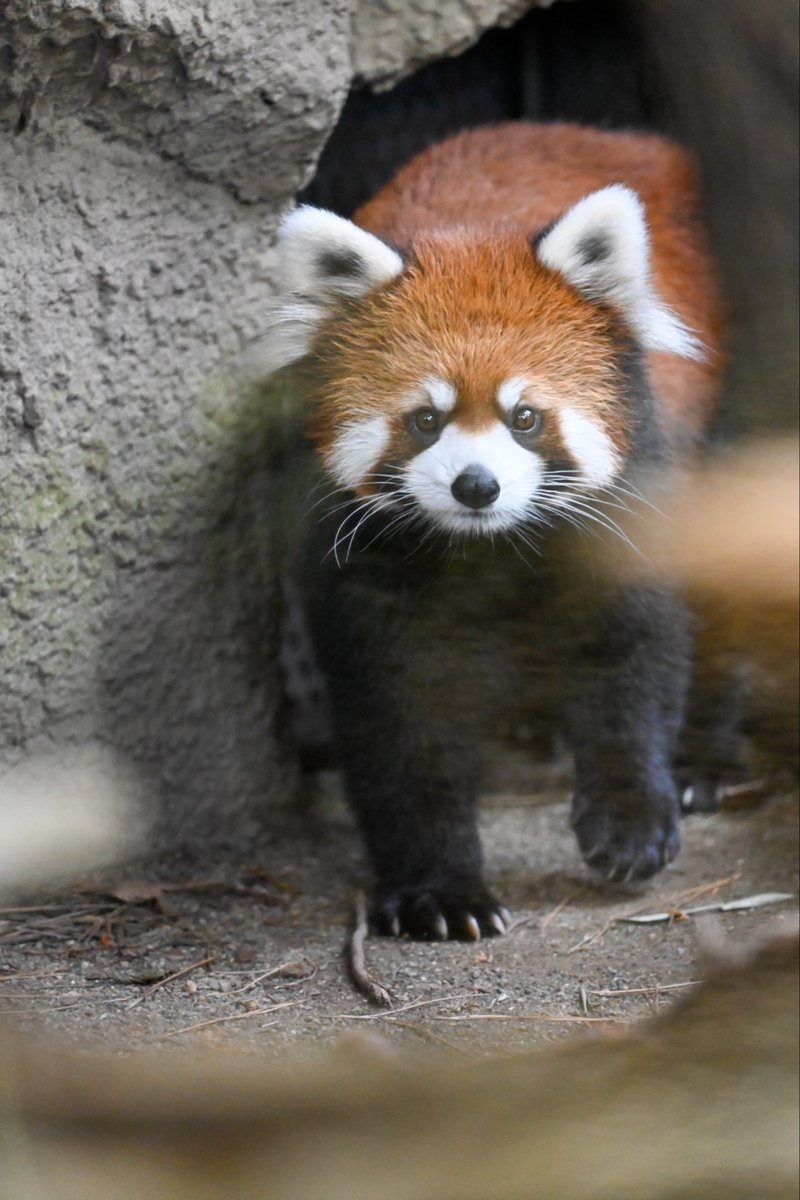 redpanda_p's tweet image. いつみても美人さん🥰

#那須どうぶつ王国
#nasuanimalkingdom 
#アジアの森
#レッサーパンダ
#redpanda
#グミ
2025.10