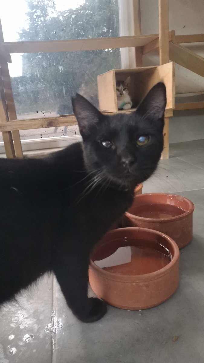Engelsizpati's tweet photo. Görme engelli Jarovit
Beşiktaş Belediyesi Engelli Kedi Geçici Bakımevinde
Ömürlük yuvasını arıyor.
İletişim ve ayrıntılı bilgi için whatsapptan 5449557689
İstanbul
#kedijarovit https://t.co/xC28NHpGF2