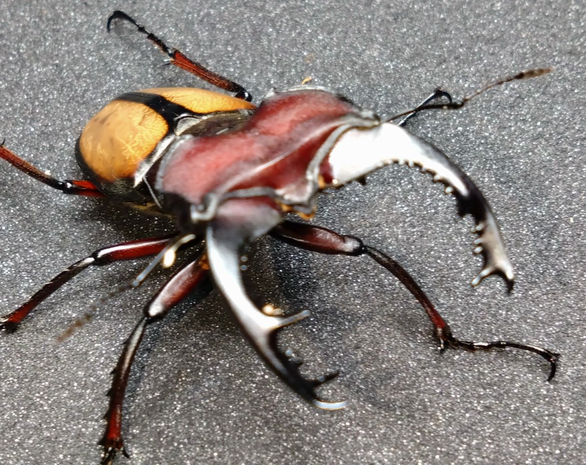 samayasu tweet media