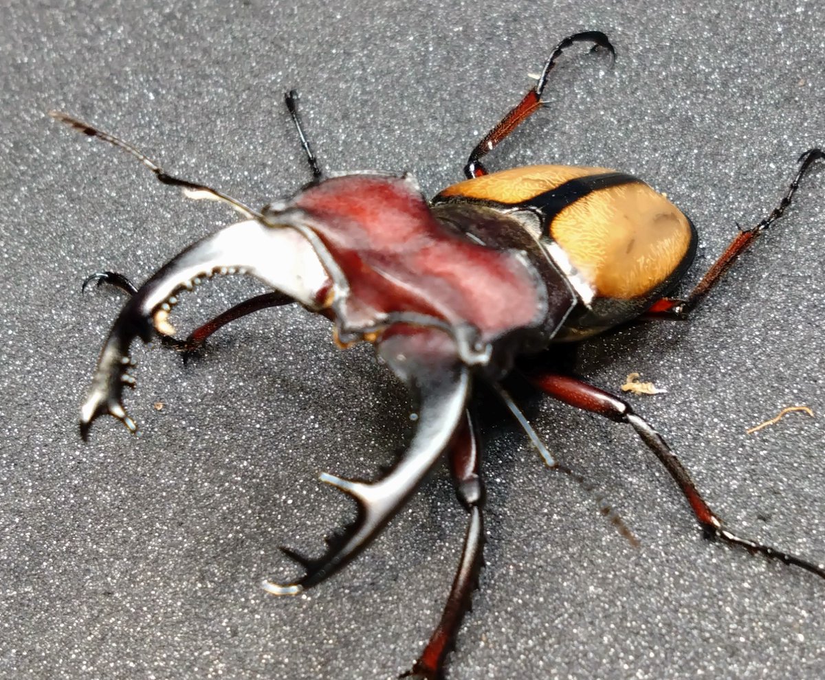 samayasu tweet media