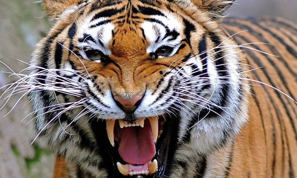 هل يثأر #الاتحاد لتاريخه - بعد هزيمته القاسية بالأمس من #الهلال - وينتفض قوةً يوم 28 أكتوبر أمام #التصر في موقعة أغلى الكؤوس؟. أم أنّ النمور قد شاخت وتعبتْ؟. رأيي الشخصي بأنّ النمور ستُسمِع العالم زئيرها يوم الثلاثاء. فماذا عنكم؟