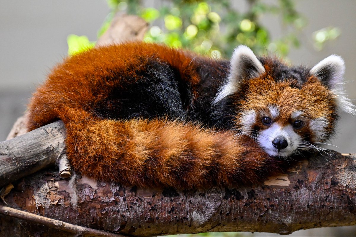 redpanda_p's tweet image. いが栗…🌰？

#那須どうぶつ王国
#nasuanimalkingdom 
#アジアの森
#レッサーパンダ
#redpanda
#栄栄 #ロンロン
2025.10