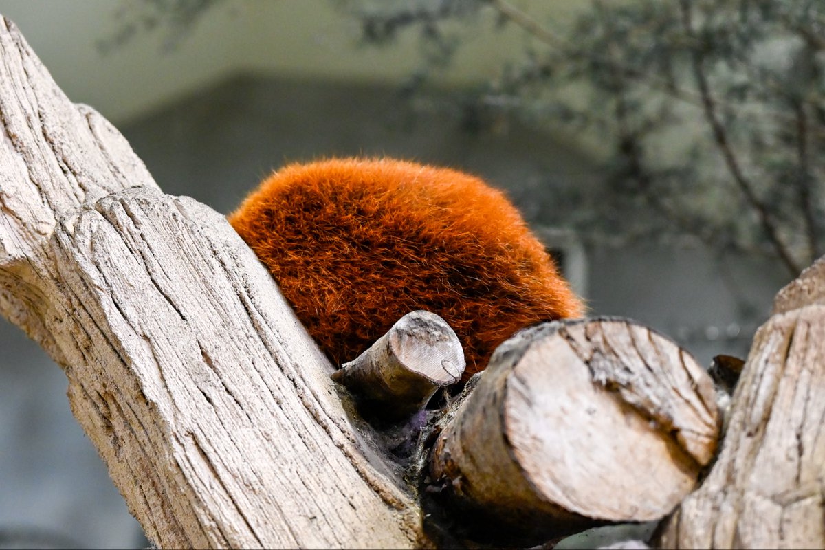 redpanda_p's tweet image. いが栗…🌰？

#那須どうぶつ王国
#nasuanimalkingdom 
#アジアの森
#レッサーパンダ
#redpanda
#栄栄 #ロンロン
2025.10